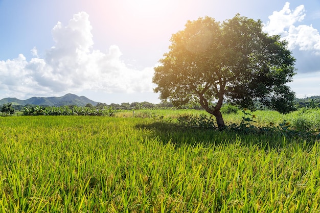 Paddy rice meadow and tree