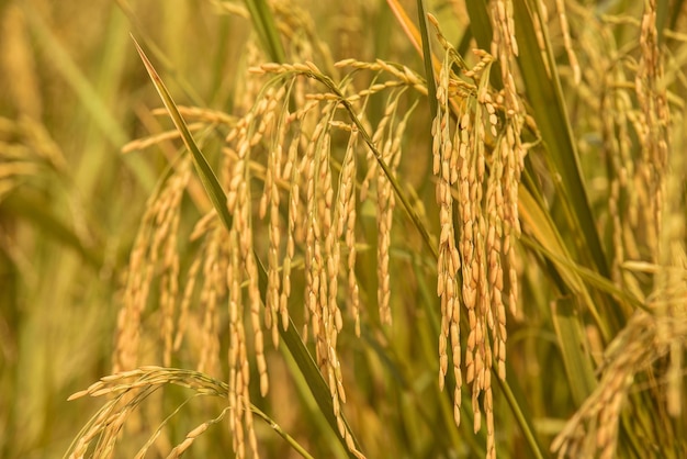 Paddy rice in the rice field