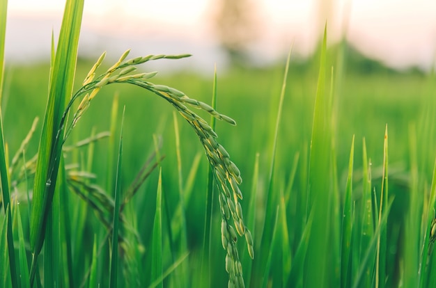 Paddy rice and rice seed in the farm, Organic rice field and agriculture.