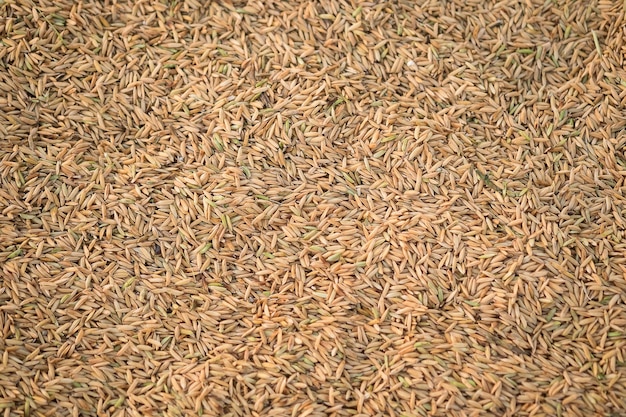 タイのパンダイズ ( paddy rice ) はタイの農産物で大米の原料として使われています