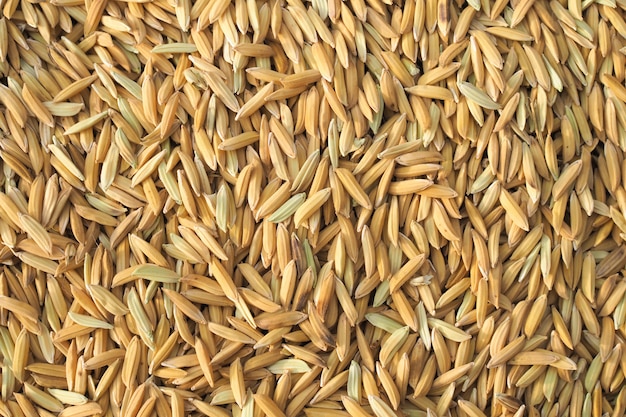 Paddy seed rice nature texture background. nature food