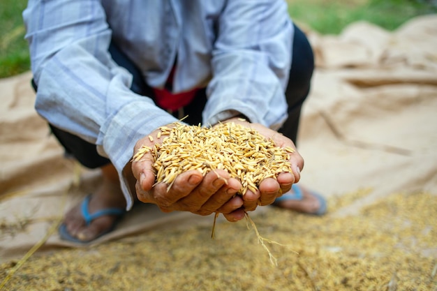 Semi di risone nelle mani degli agricoltori dopo la raccolta in asia risone giallo dorato in mano