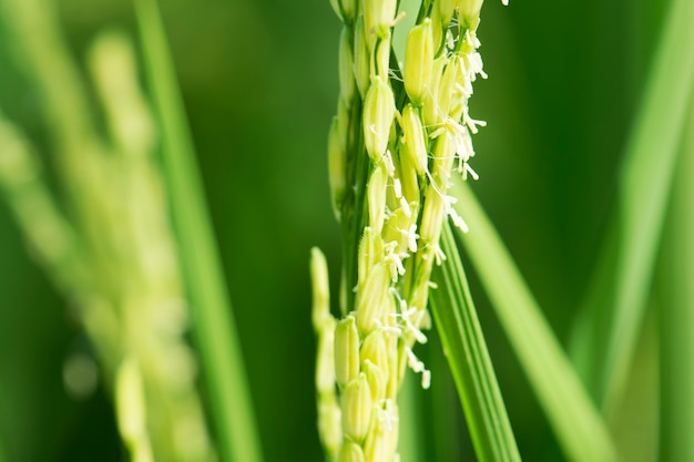 paddy stengel en bloemen. rijstbloem.