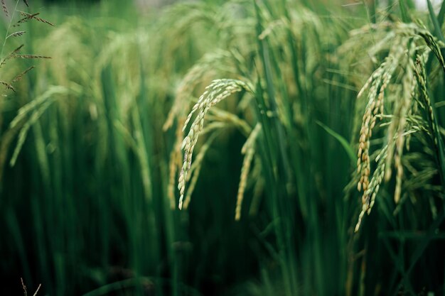 Photo paddy varieties in organic rice field agriculture