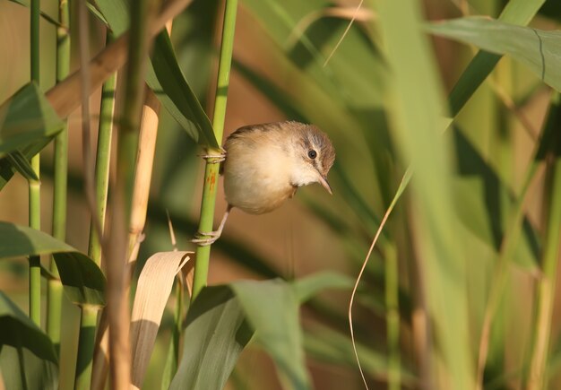 イナダヨシキ（Acrocephalus agricola）は、ぼやけた背景に対して柔らかな朝の光の中で葦の上に座っています。簡単な識別