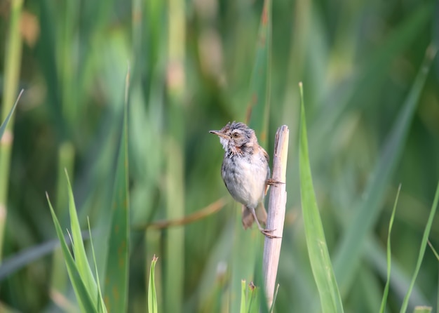 Paddyfield warbler (Acrocephalus agricola) in soft morning light. The bird sits on slender cane stalks