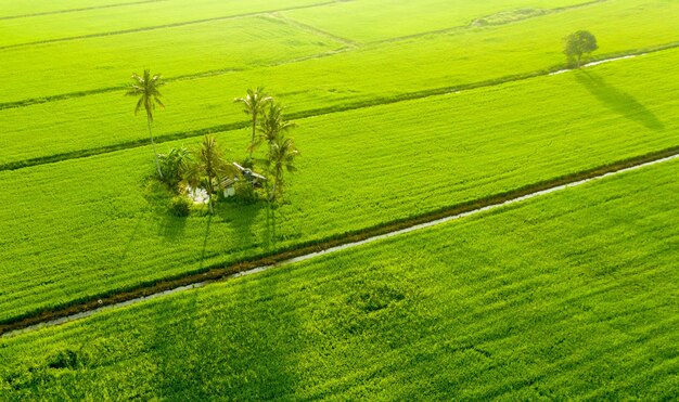 Padi field ii penang - malaysia