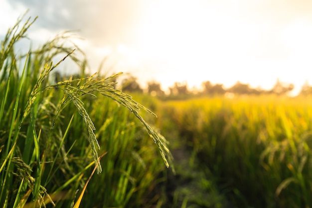 Padie in het veld met zonlicht achter