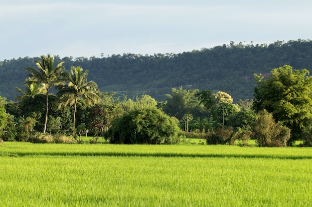 Padie rijstveld in Thailand land