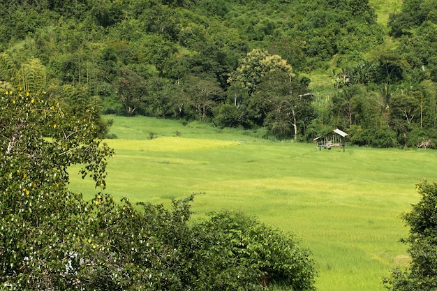 Padie rijstveld in Thailand land