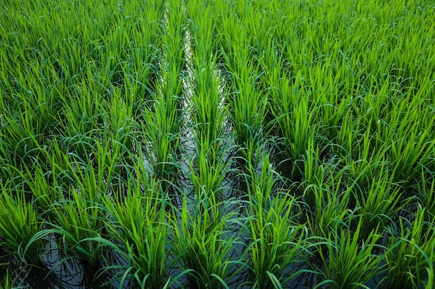 Padiegras bij nat grondrijstveld Teeltlandbouwconcept