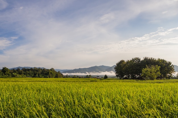 Padiepadieveld in Thailand