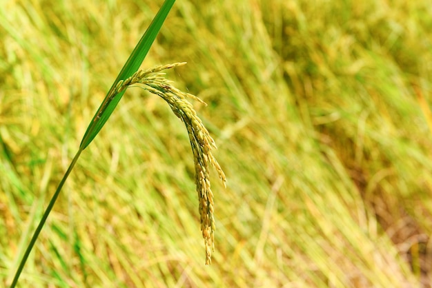 Padieveld, close-up rijstbroekboom op boerderijlandbouw