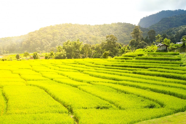 Padieveld in chiang mai, thailand.