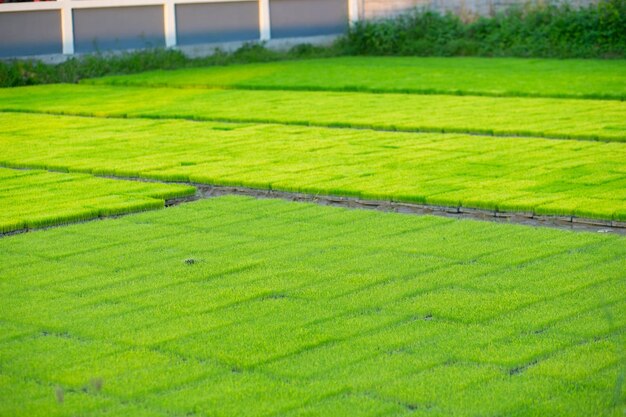 Padieveld op het platteland van ThailandRice boerderij in Thailand