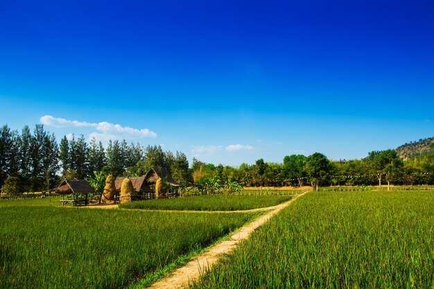 Padievelden in landelijk Thailand