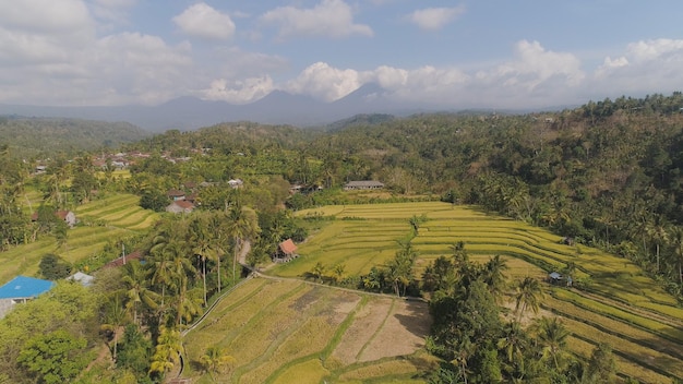 Padievelden met landbouwgrond in Indonesië