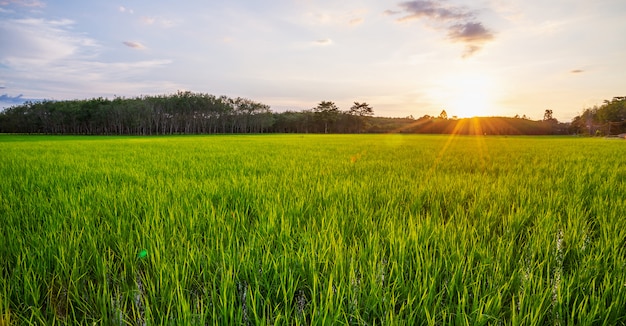 Padieveldpanorama met zonsopgang of zonsondergang en zonnestraalgloed