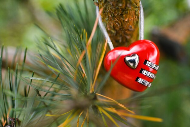 소나무 가지에 붉은 심장의 모양에 자물쇠.