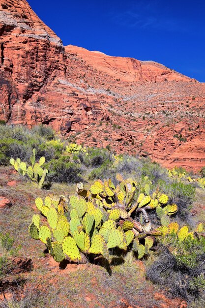 Padre canyon snow canyon state park tuacahn hiking cliffs national conservation st george utah
