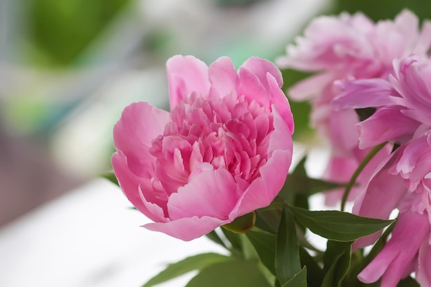 Paeonia flower close up