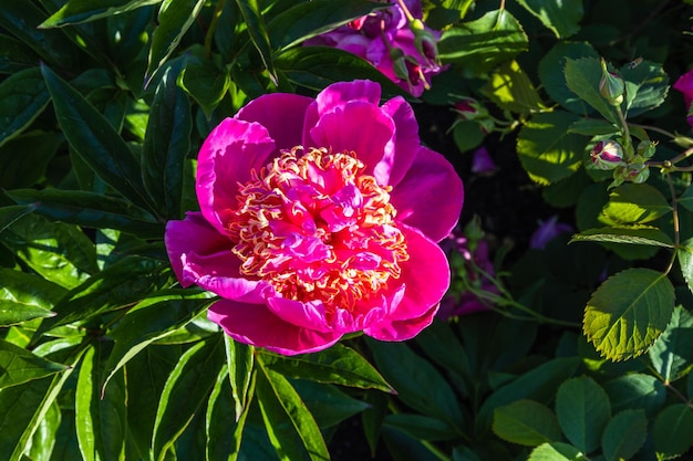 夏の庭に咲く芍薬グトルネの花