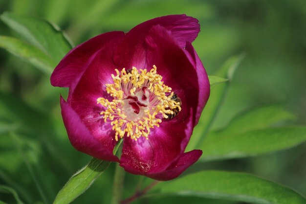 Photo paeonia mascula is a species of peony