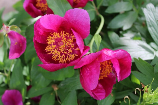 Paeonia mascula is a species of peony