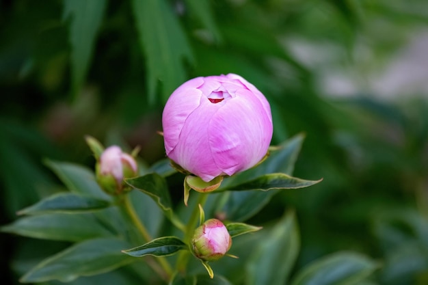 Paeonia officinalis or common garden peony pink flower in the garden design