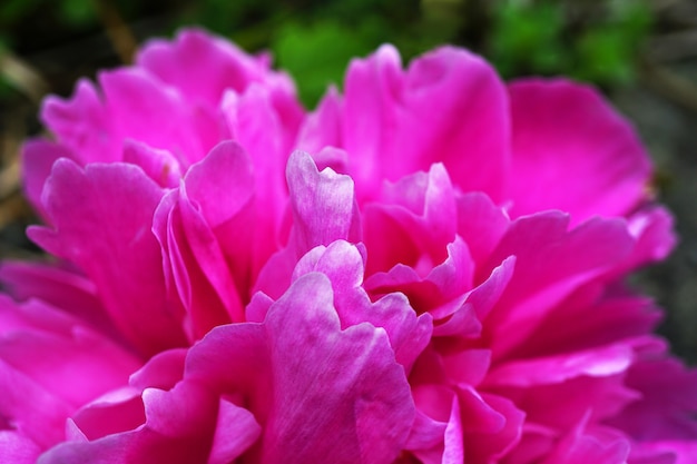 Paeonia officinalis, peony, garden peony