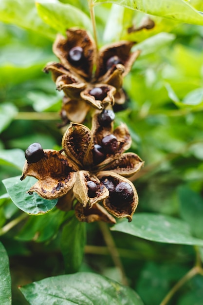 paeonia suffruticosa seeds in stars in summer time peony flower tree seeds