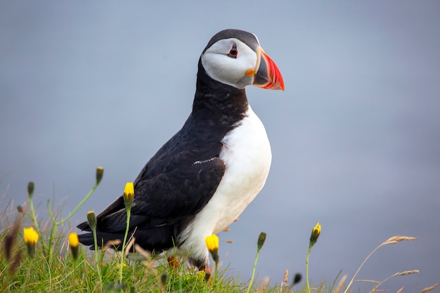 アイスランドの草の上のパフィン鳥