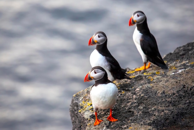 Uccello paffin seduto sulla roccia dell'isola heimaey vestmannaeyjar arcipelago islanda