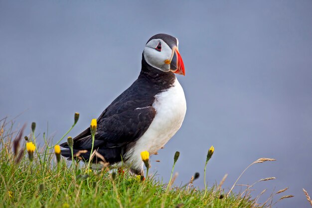 Paffinevogel op het gras in IJsland