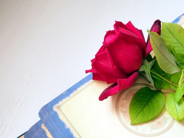 Pages of an old book book and a natural red rose Romantic concept