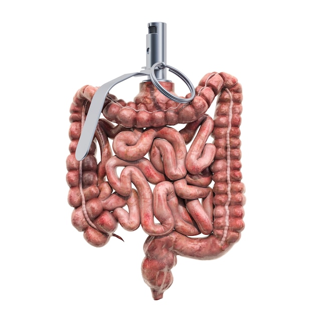 Photo pain in intestines bowel disease concept human intestines as hand grenade 3d rendering