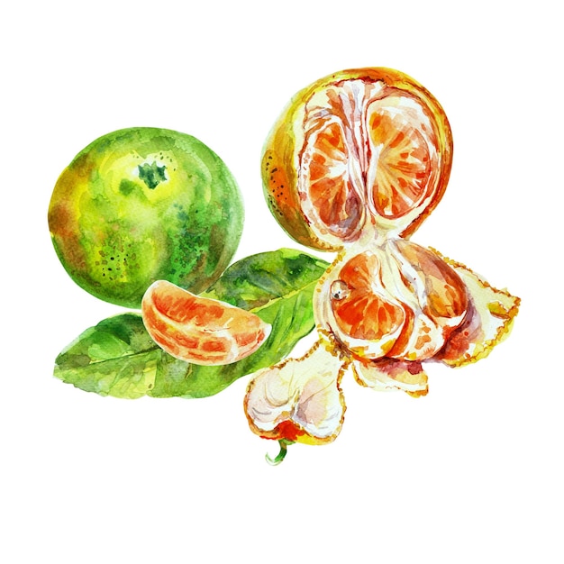 Photo paint of orange fruit with leaves watercolor handdrawn elements isolated on white background clipart