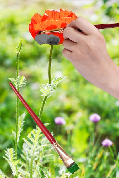 Paintbrush paints red poppy flower