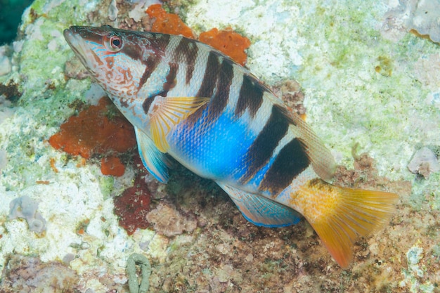 Photo painted comber serranus scriba granada spain