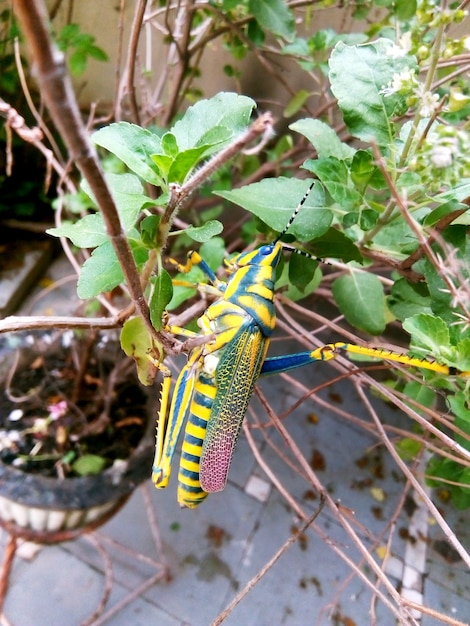 Cavalletta dipinta in natura. macro