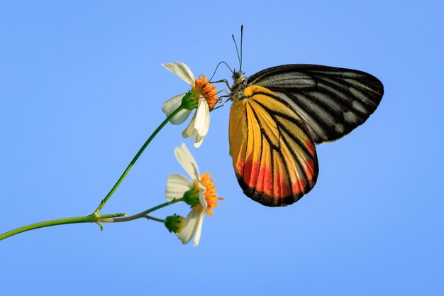 Photo painted jezebel butterfly on white flower