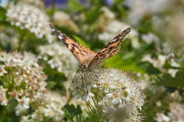 spirea의 꽃이 핌에 Painted Lady Butterfly (lat. Vanessa cardui).