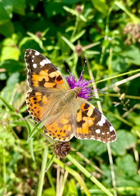 Painted Lady Butterfly