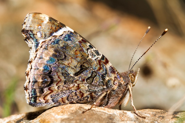 Painted Lady (Cardui van Vanessa)