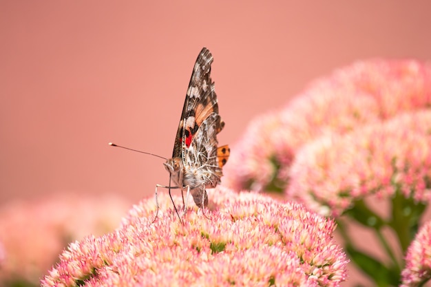 Painted lady, Cosmopolite (Vanessa cardui)가 아침에 노란색 꽃에서 꿀을 빨아들입니다.