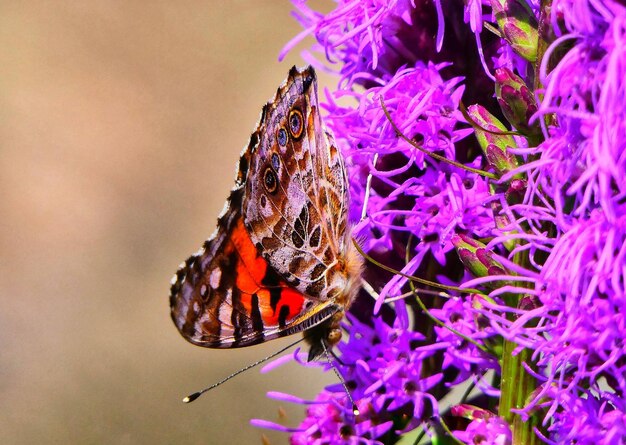 Foto donna dipinta da vicino