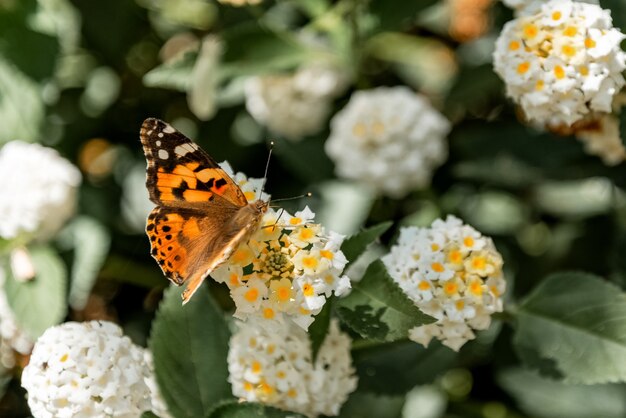 Painted Lady (Vanessa Cardui) vlinder op bloeiende struik close-up