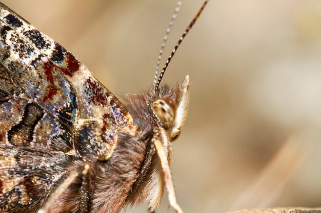 Photo painted lady (vanessa cardui)