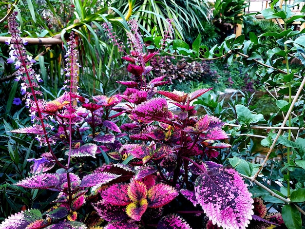 Photo painted nettle in the garden