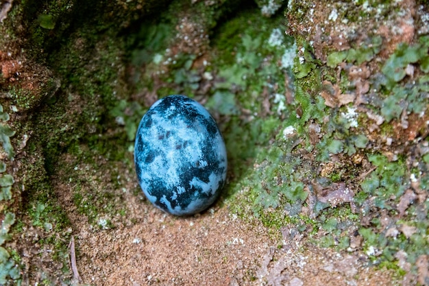 Painted quail egg blue on rock in moss